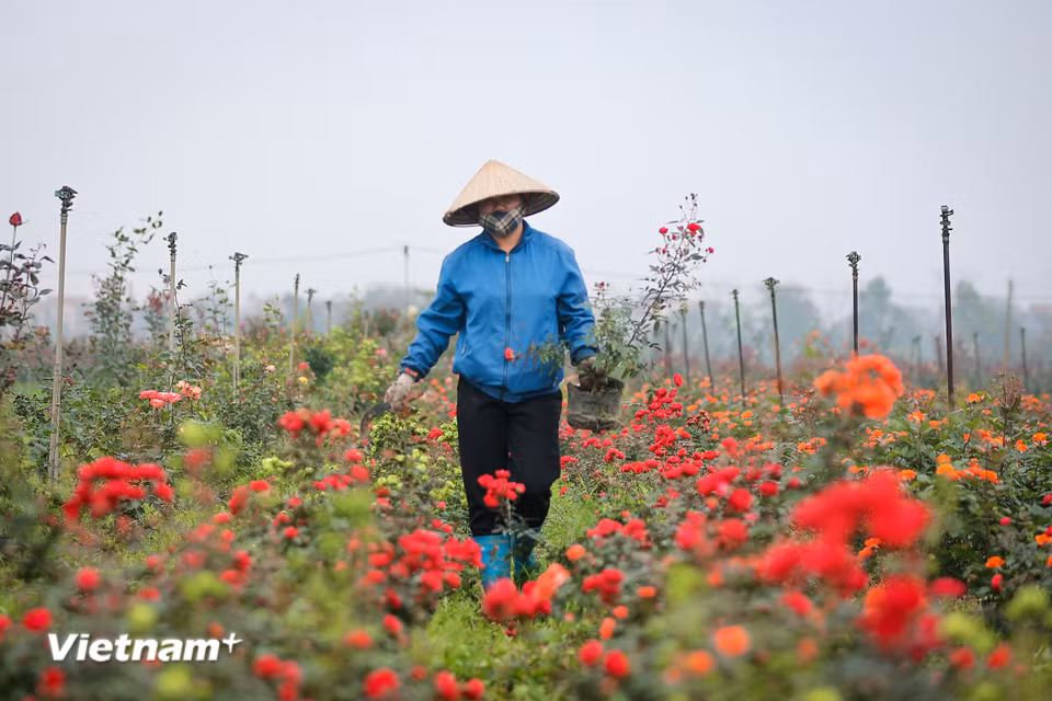Ruộng hoa nhà chị Nguyễn Thị Hằng (Mê Linh, Hà Nội) đã có lái buôn đặt mua hết từ đầu tháng 3 với các giống hoa như hồng tỷ muội, hồng trứng. (Ảnh: Hoài Nam/Vietnam+)