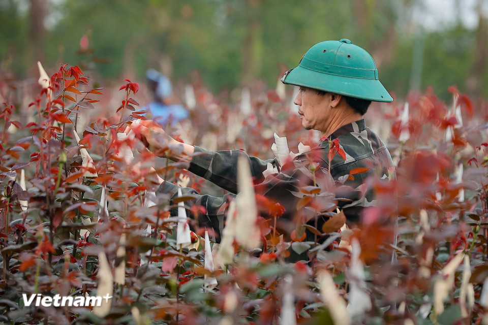 Những hộ gia đình có ruộng hoa ngoài bờ đê hồi phục châm hơn sau cơn bão Yagi khiến sản lượng giảm so với mọi năm. Hiện tại là thời điểm thu hoạch nhưng nhiều cây nụ còn rất bé chưa thể cắt để bán. (Ảnh: Hoài Nam/Vietnam+)