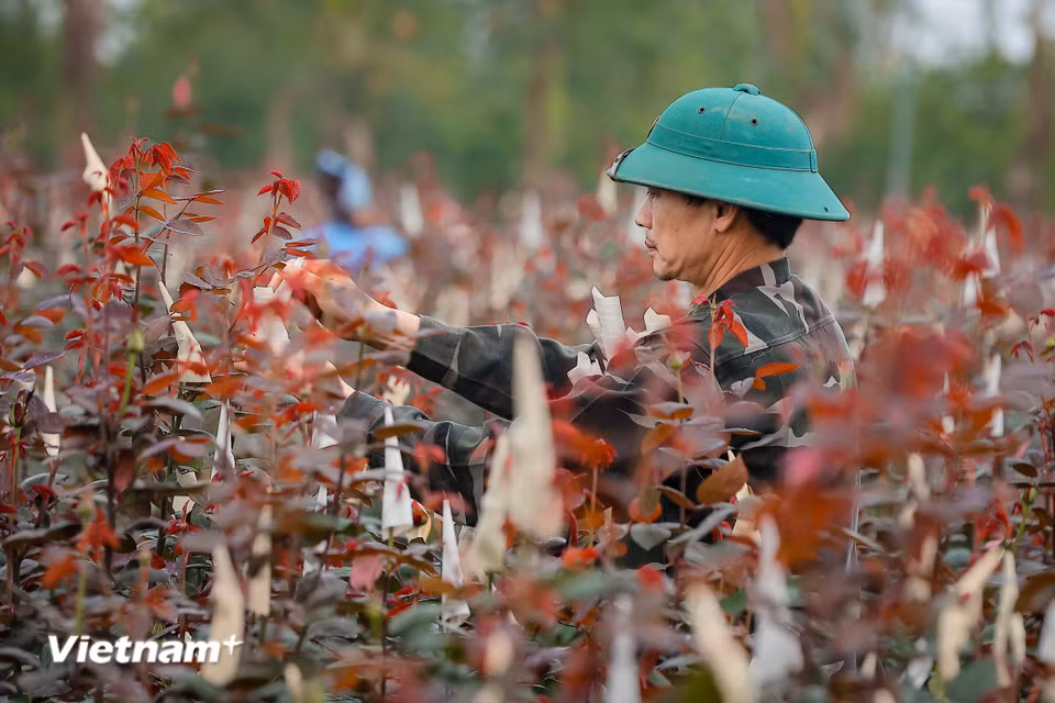 Những hộ gia đình có ruộng hoa ngoài bờ đê hồi phục châm hơn sau cơn bão Yagi khiến sản lượng giảm so với mọi năm. Hiện tại là thời điểm thu hoạch nhưng nhiều cây nụ còn rất bé chưa thể cắt để bán. (Ảnh: Hoài Nam/Vietnam+)