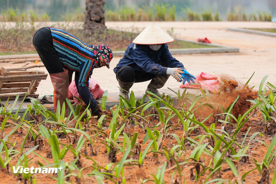 Các tổ đội công nhân đang gấp rút thi công những hạng mục công trình nhằm đảm bảo tiến độ thành phố đề ra, đưa công viên hồ Phùng Khoang vào phục vụ nhân dân trước ngày 20/1/2025. (Ảnh: Hoài Nam/Vietnam+)
