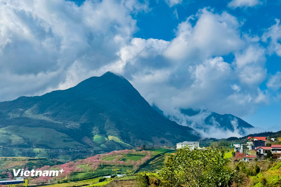 Xen giữa những vạt chè xanh và vài nếp nhà thấp thoáng. (Ảnh: Trần Hương Sơn/Vietnam+)