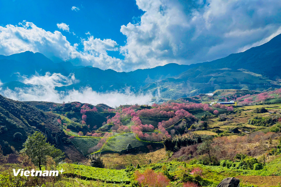 Đến đây vào sáng sớm, du khách sẽ được chiêm ngưỡng cảnh mây giăng lững lờ trên những đồi chè. (Ảnh: Trần Hương Sơn/Vietnam+)