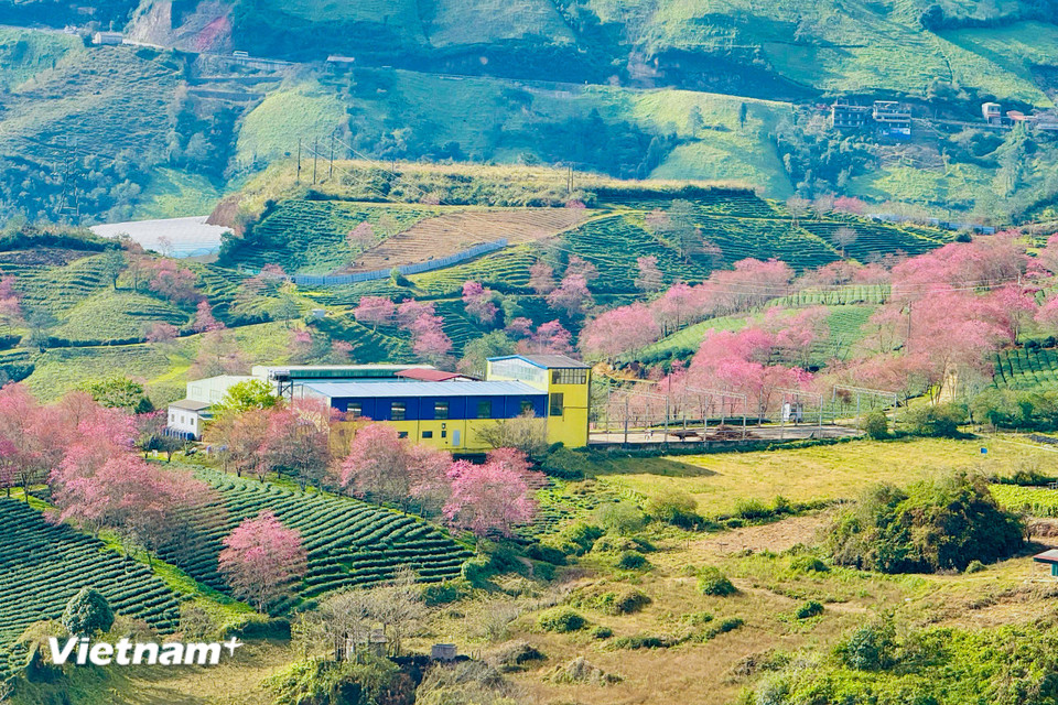 Tạo nên bức tranh thiên nhiên tuyệt đẹp mà có lẽ chỉ có thể tìm thấy ở vùng đất này. (Ảnh: Trần Hương Sơn/Vietnam+)