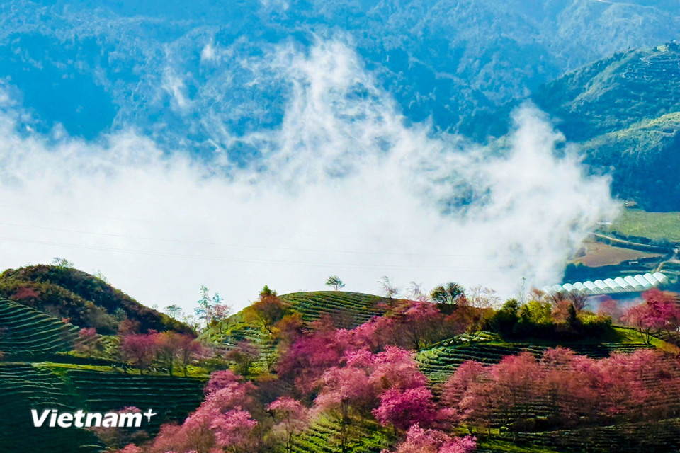 Cánh hoa mỏng manh trong làn gió, sương mờ của nắng sớm. (Ảnh: Trần Hương Sơn/Vietnam+)