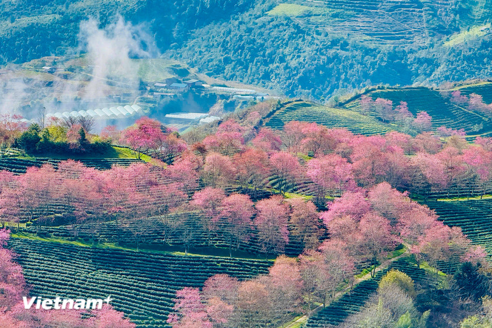 Mai anh đào Sapa mang một vẻ đẹp đặc trưng với sắc hồng phấn tinh khôi. (Ảnh: Trần Hương Sơn/Vietnam+)