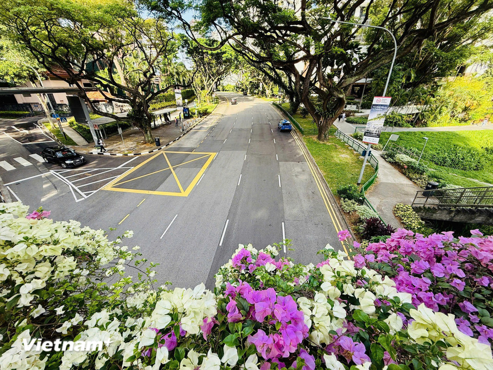 Singapore có nhiều con đường và khu phố đẹp, đầy màu sắc và hoa. Hai bên đường là các loại hoa được chăm sóc cẩn thận (Ảnh: Trần Hương Sơn/Vietnam+)