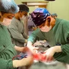Các bác sỹ thực hiện ca phẫu thuật cho bệnh nhân. (Ảnh: PV/Vietnam+)
