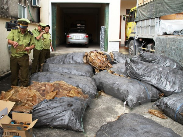 Tiêu hủy hơn một tấn sò lông nhập lậu từ Trung Quốc ảnh 1