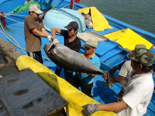 Ngư dân Phú Yên trúng lớn đầu vụ cá ngừ đại dương 2015 ảnh 1