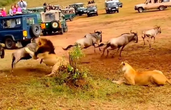 [Video] Màn thể hiện sức mạnh của sư tử trước mặt "bạn tình" ảnh 1