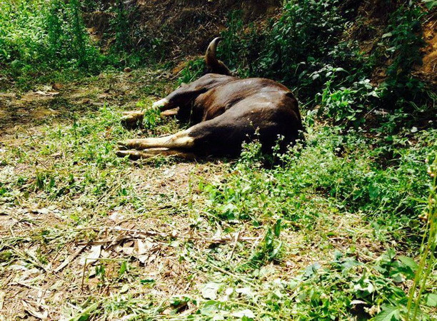 Thêm một cá thể bò tót chết trong khu bảo tồn ở Đồng Nai ảnh 1