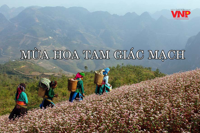 [Video] Ngắm hoa tam giác mạch tuyệt đẹp trên cao nguyên đá Đồng Văn ảnh 1