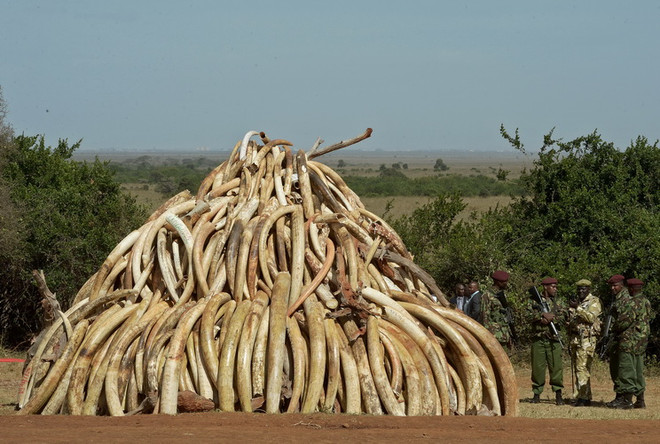Nạn săn bắn voi trái phép tập trung tại hai điểm nóng ở châu Phi ảnh 1