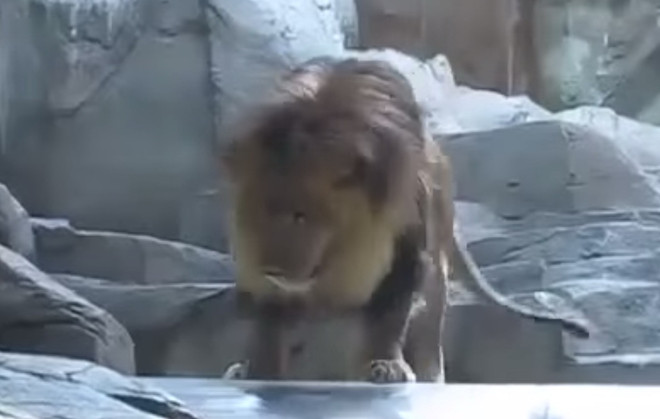 [Video] Sư tử cái ngăn cản "chúa sơn lâm" ăn thịt người chăm sóc ảnh 1