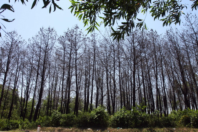 Hàng trăm hécta rừng thông chết khô do nắng nóng và sâu bệnh ảnh 1