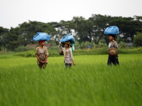 Xuất khẩu nông sản Myanmar giảm 5,7% trong 9 tháng đầu tài khóa ảnh 1