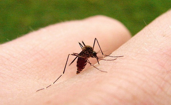 Brazil cho phép sử dụng vắcxin phòng virus sốt xuất huyết ảnh 1