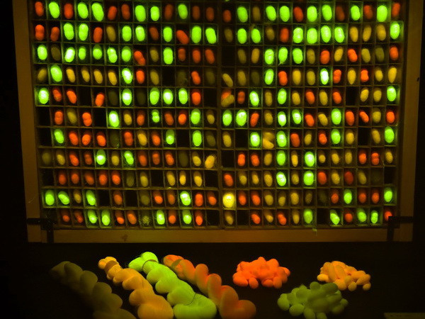 [Photo] Ấn tượng mạnh với triển lãm "Ánh sáng" tại Nhật Bản ảnh 1