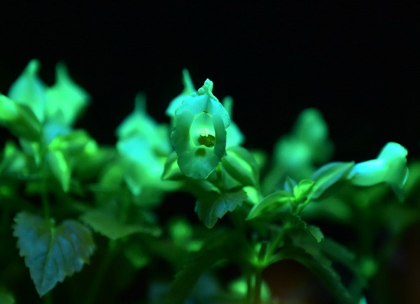 [Photo] Ấn tượng mạnh với triển lãm "Ánh sáng" tại Nhật Bản ảnh 2