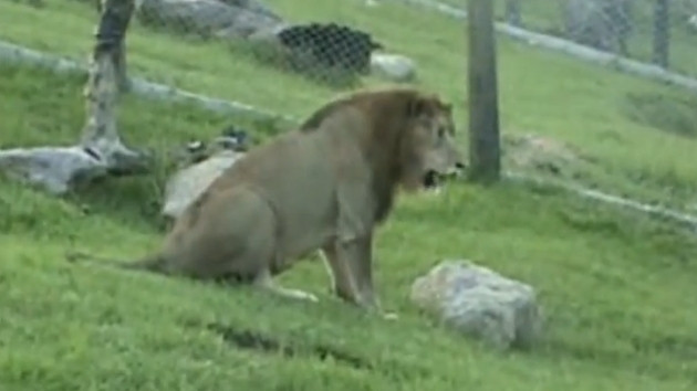 [Video] Niềm hạnh phúc tột cùng của sư tử khi tự do sau 13 năm ảnh 1