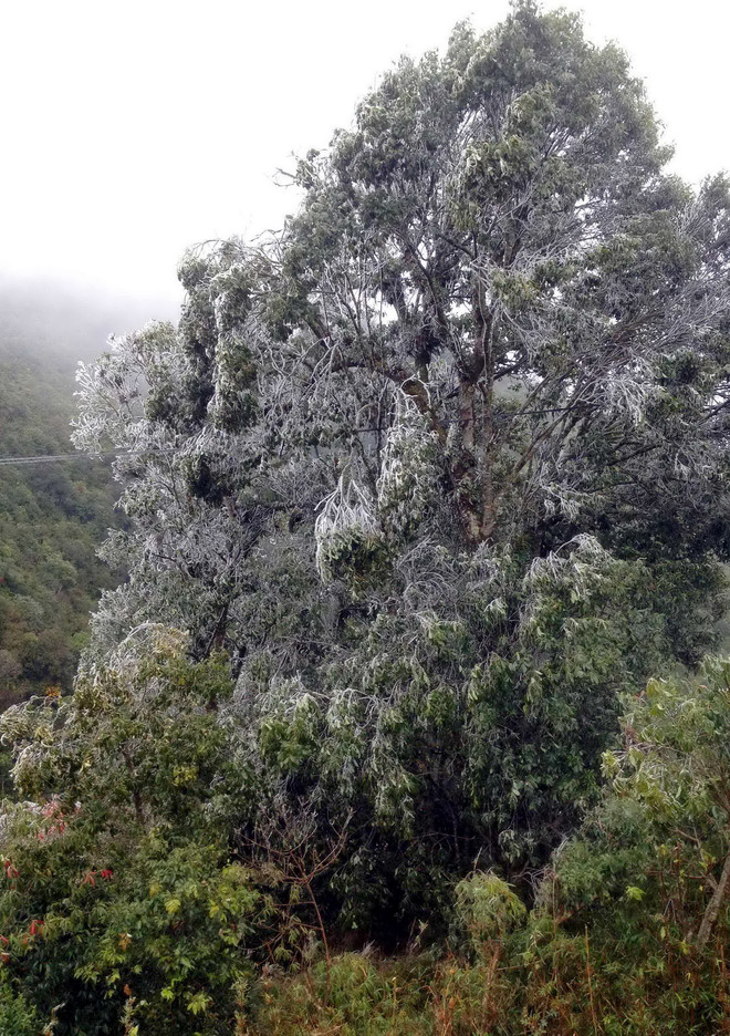 [Photo] Băng giá phủ trắng đỉnh Trống Páo Sang ở Yên Bái ảnh 3