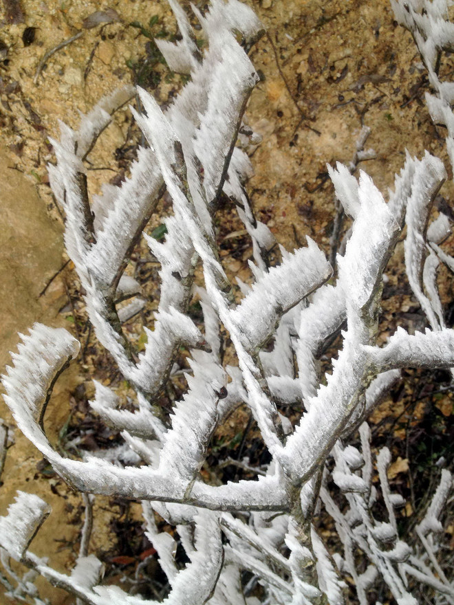 [Photo] Băng giá phủ trắng đỉnh Trống Páo Sang ở Yên Bái ảnh 1