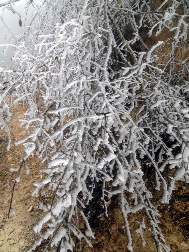 [Photo] Băng giá phủ trắng đỉnh Trống Páo Sang ở Yên Bái ảnh 2