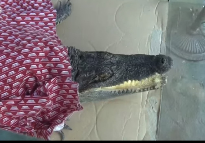 Vườn thú Trung Quốc đắp chăn cho cá sấu trong cái rét kỷ lục ảnh 1