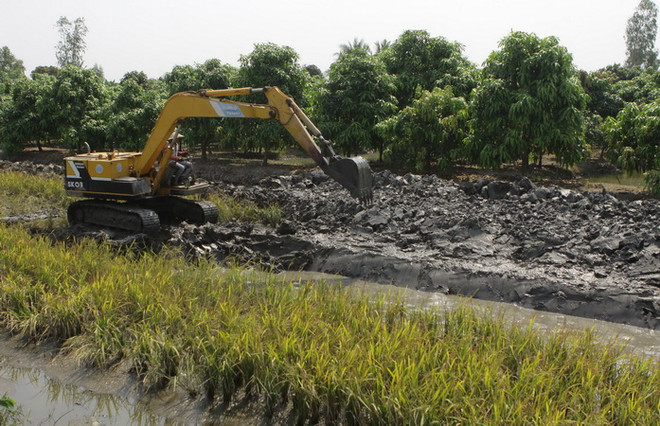 “Vương quốc” cây ăn trái ở miền Tây đối mặt với mặn xâm nhập ảnh 1