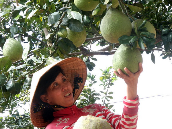 Bưởi Năm roi tạo hình được đặt mua với giá 500.000 đồng/trái ảnh 1