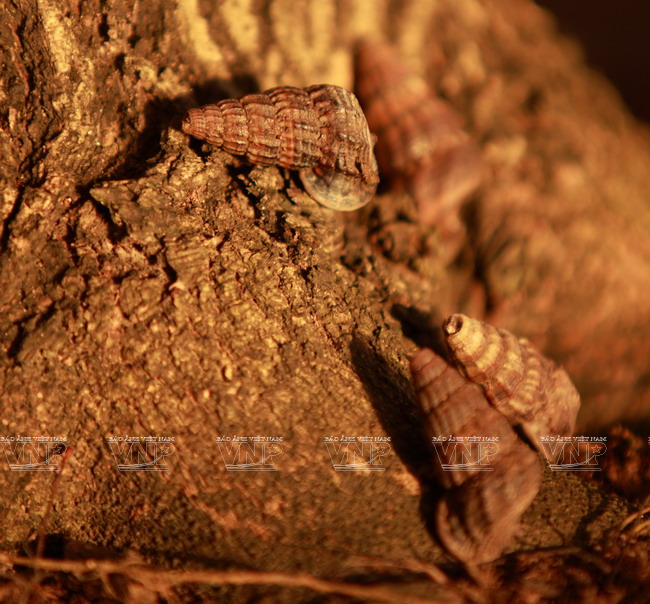 Ốc len xào sữa: Món ăn tuyệt vời cho những ngày đông lạnh ảnh 3