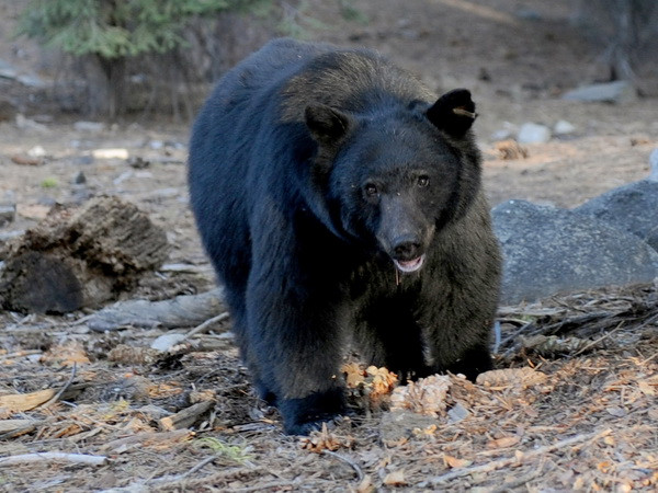 Mỹ: Gấu đen gây tai nạn hy hữu khiến 11 người thương vong ảnh 1