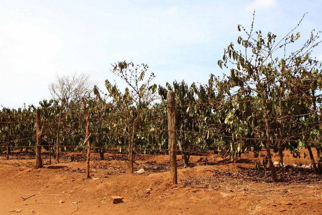 Lâm Đồng: Toàn bộ 60 nghìn ha càphê bị thiệt hại do hạn hán ảnh 1