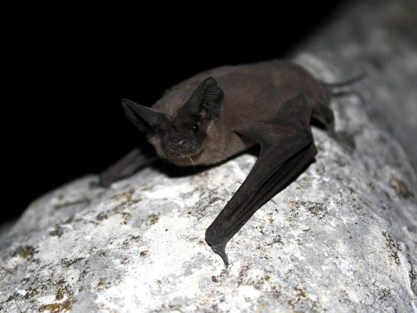 Loài dơi không đuôi có thể là nguồn gốc gây ra đại dịch Ebola ảnh 1