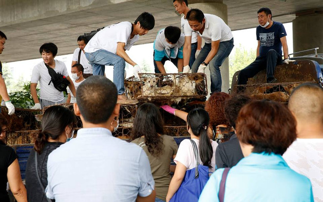 Bị chặn xe vận chuyển chó, tài xế bức xúc tự đâm dao vào mình ảnh 2