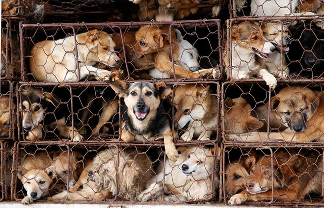 Bị chặn xe vận chuyển chó, tài xế bức xúc tự đâm dao vào mình ảnh 1