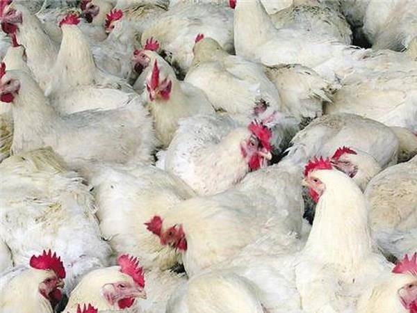 Anh xác nhận một trang trại gia cầm nhiễm cúm gia cầm H7N7 ảnh 1