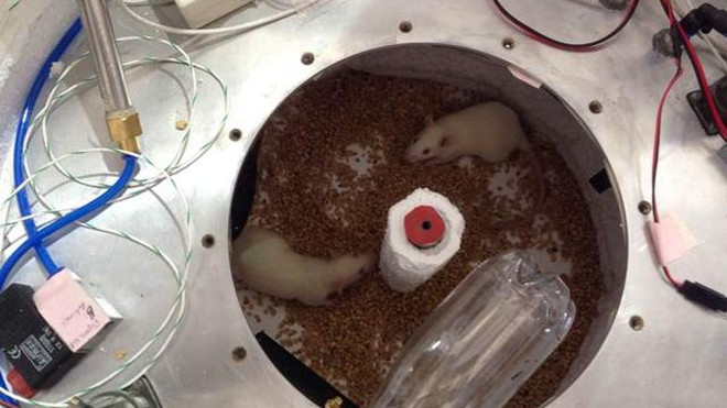 Singapore: Đưa chuột thành công lên không gian bằng khinh khí cầu ảnh 1