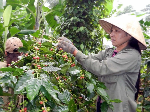 Neumann khánh thành nhà máy chế biến càphê thứ 2 tại Việt Nam ảnh 1