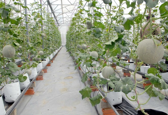 Quảng Ngãi: Công bố quy hoạch khu nông nghiệp công nghệ cao ảnh 1