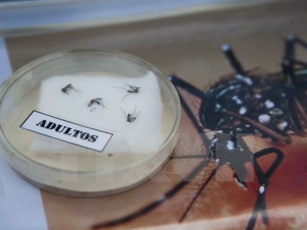 Cộng hòa Séc phát hiện 2 trường hợp nhiễm virus Zika đầu tiên ảnh 1