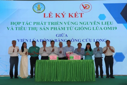 Viện Lúa Đồng bằng sông Cửu Long và Công ty TNHH Tập đoàn Vương Đình ký kết hợp tác cùng phát triển sản xuất khoảng 200.000ha lúa OM19 tại Đồng bằng sông Cửu Long nhằm xây dựng thương hiệu “Gạo Cần Thơ”. (Ảnh: Thu Hiền/TTXVN)