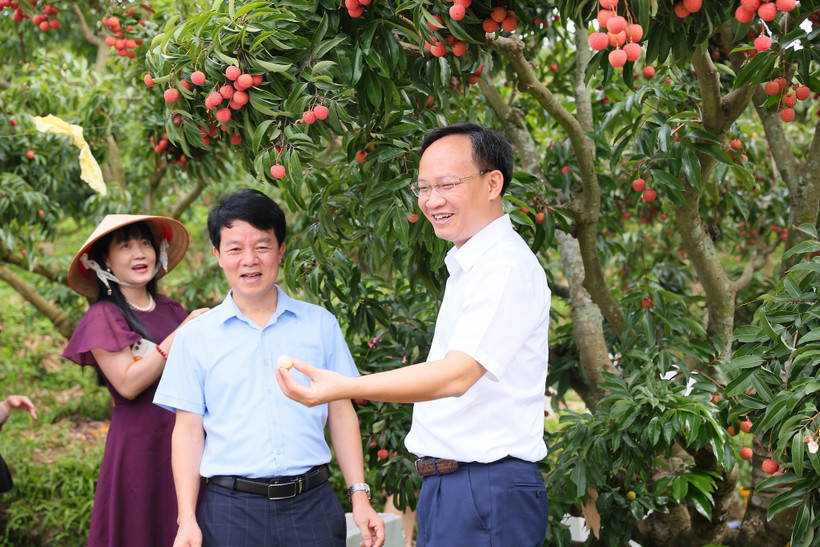 Ông Phạm Văn Thịnh – Phó Chủ tịch Uỷ ban Nhân dân tỉnh Bắc Giang giới thiệu trái vải tới những người xem trực tiếp trên toàn quốc. (Ảnh: TikTok Shop)