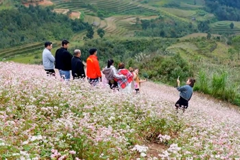 Tam giác mạch vào mùa, Tuyên Quang trở thành điểm check-in hút khách