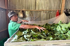 Trồng dâu nuôi tằm là một trong những mô hình sinh kế giúp người dân giảm nghèo hiệu quả. (Ảnh: PV/Vietnam+)