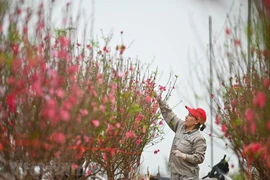 Tết Nguyên đán năm 2026, cán bộ, công chức, viên chức được nghỉ 9 ngày liên tục. (Ảnh: PV/Vietnam+)