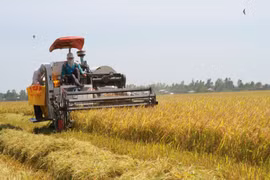 Thủ tướng yêu cầu Bộ Nông nghiệp và Môi trường phối hợp với các địa phương chủ động cung cấp thông tin đầy đủ về sản lượng, mùa vụ thu hoạch các loại nông sản tại các địa phương và vùng nguyên liệu. (Ảnh: PV/Vietnam+)