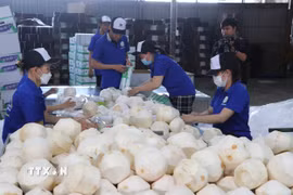Đóng gói dừa tươi xuất khẩu tại Hợp tác xã Hưng Thịnh Phát, Tiền Giang. (Ảnh: Minh Trí/TTXVN)