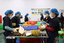 Công nhân bóc múi, cấp đông sầu riêng để xuất khẩu. (Ảnh: Hoài Thu/TTXVN)