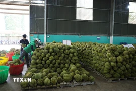 Sơ chế sầu riêng để xuất khẩu. (Ảnh: Hoài Thu/TTXVN)